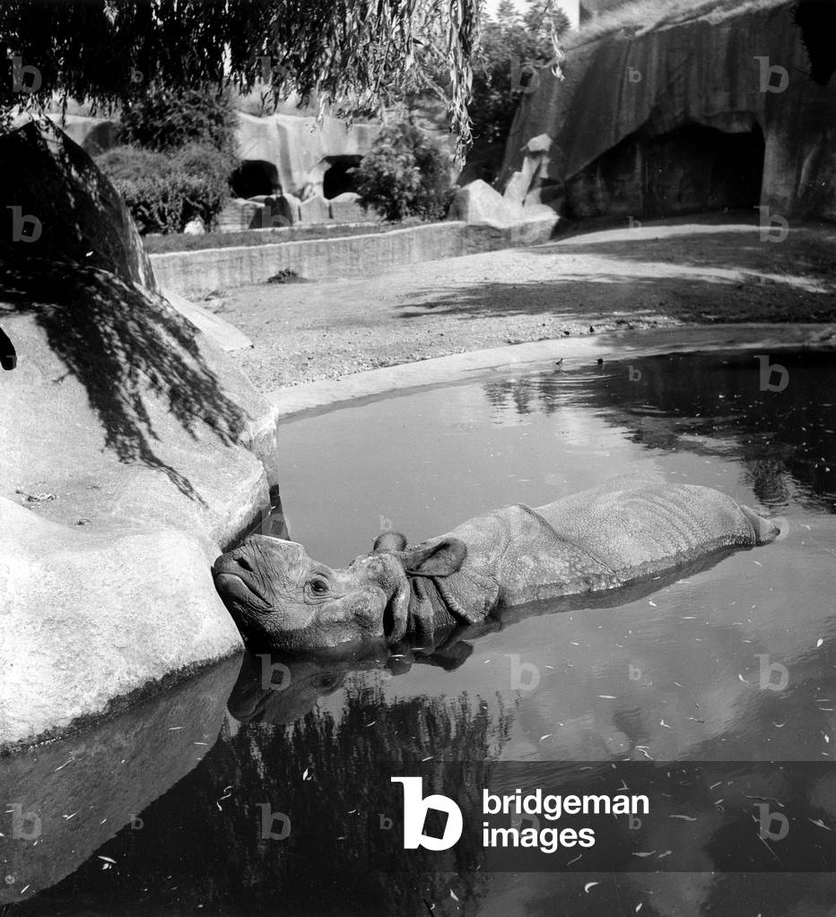Zoo Animals suffer from Summer Heat in Paris. Here A Rhinoceros From the Zoo De Vincennes Refresh On July 02, 1946 (b/w photo)