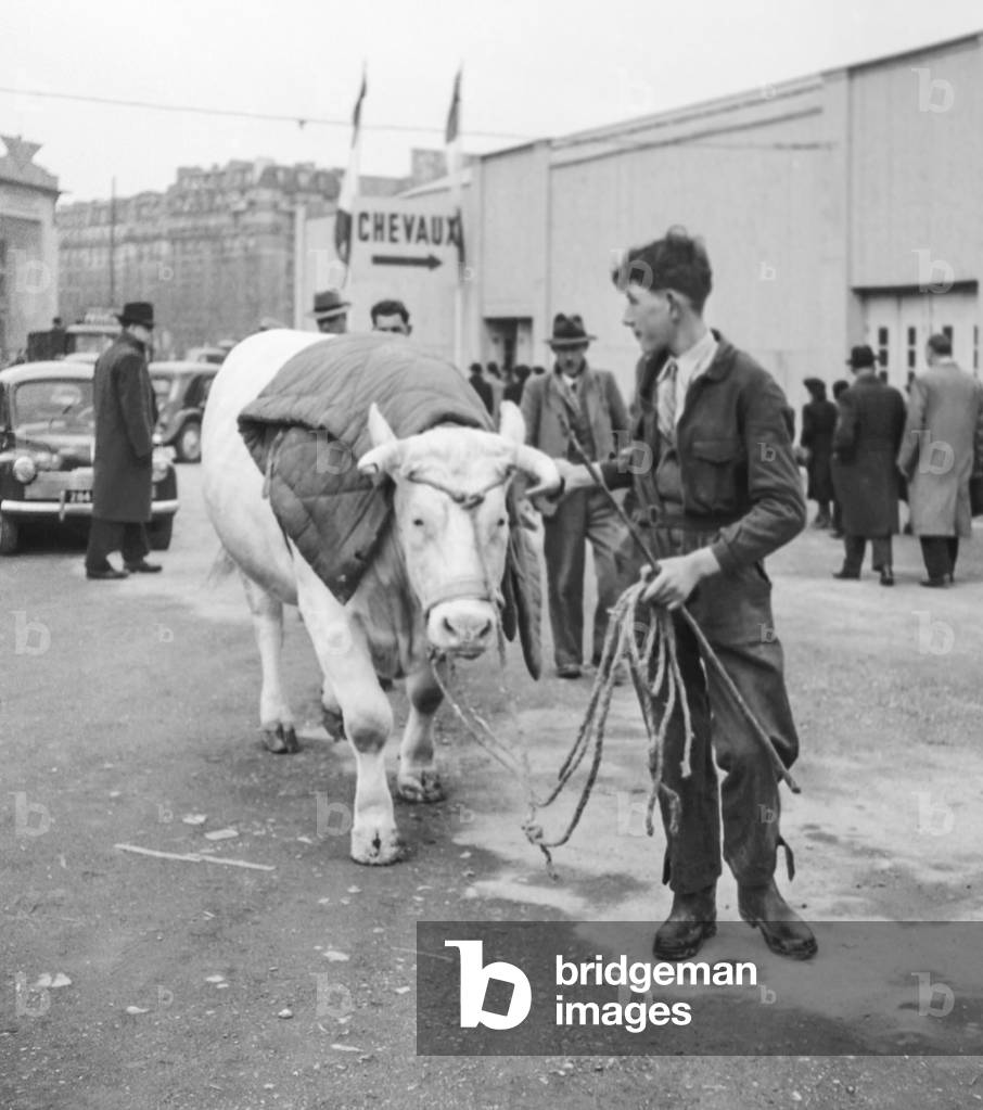 Paris Agricultural Show, February 28, 1951 : bull (b/w photo)