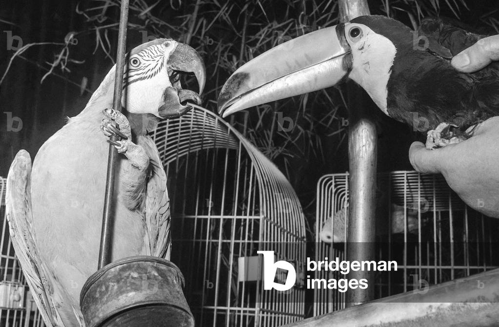 Birds exhibition in Paris, November 9, 1956 : a parrot and a toucan (b/w photo)