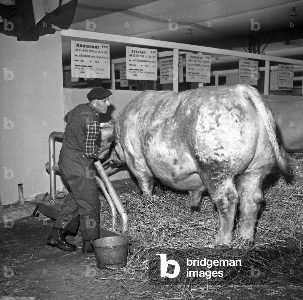 Paris International Agricultural Show on March 4, 1966 : A Bull (b/w photo)