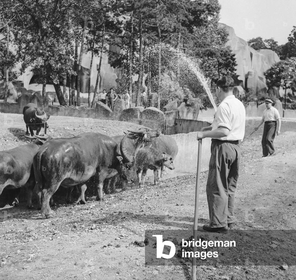 Heat in Paris, June 6, 1950 : here at the Vincennes Zoo, buffalos are watered (b/w photo)