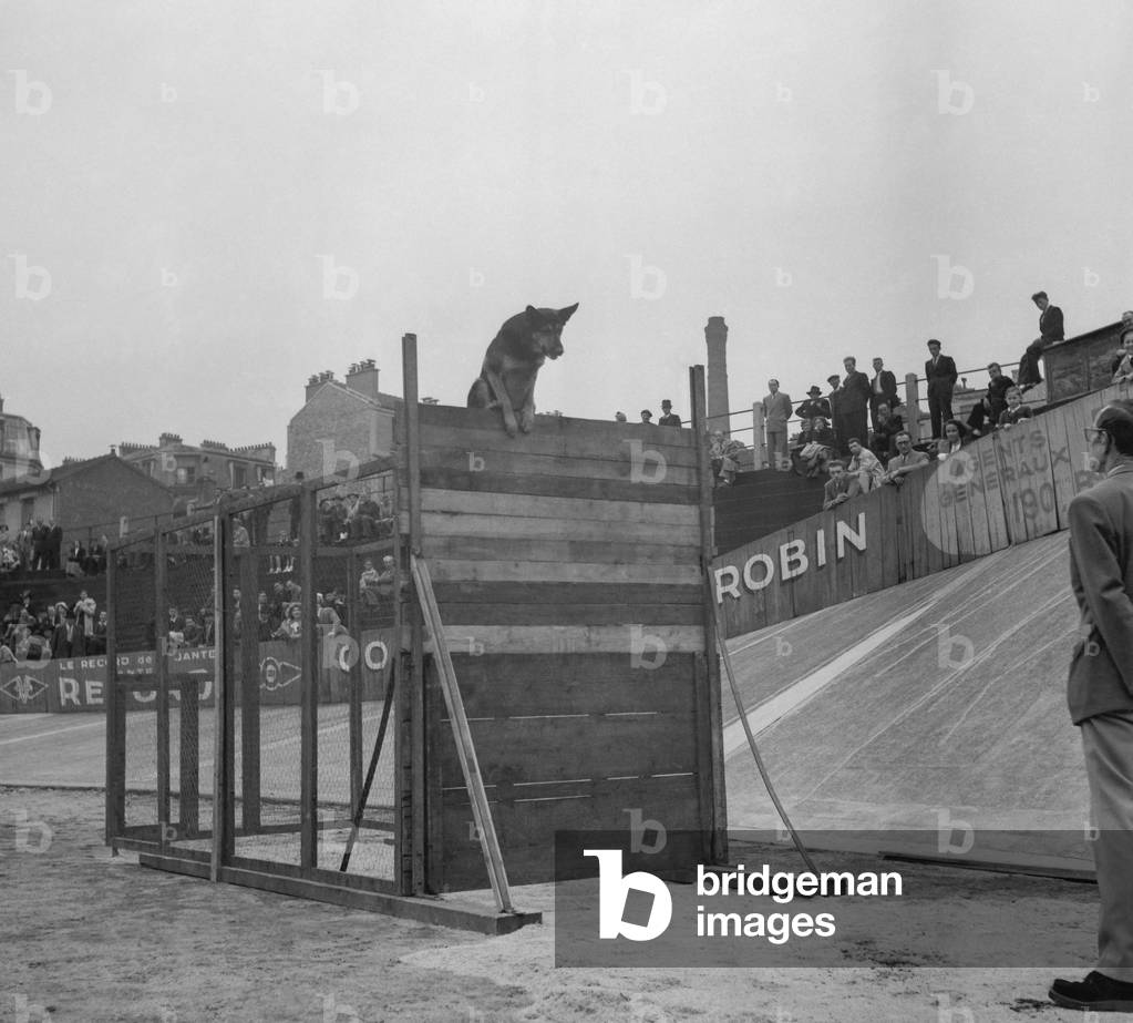Demonstration of police dogs, France, September 25, 1949 (b/w photo)