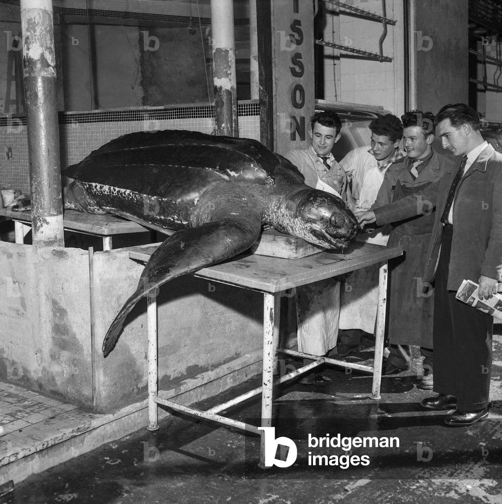 430 kg turtle