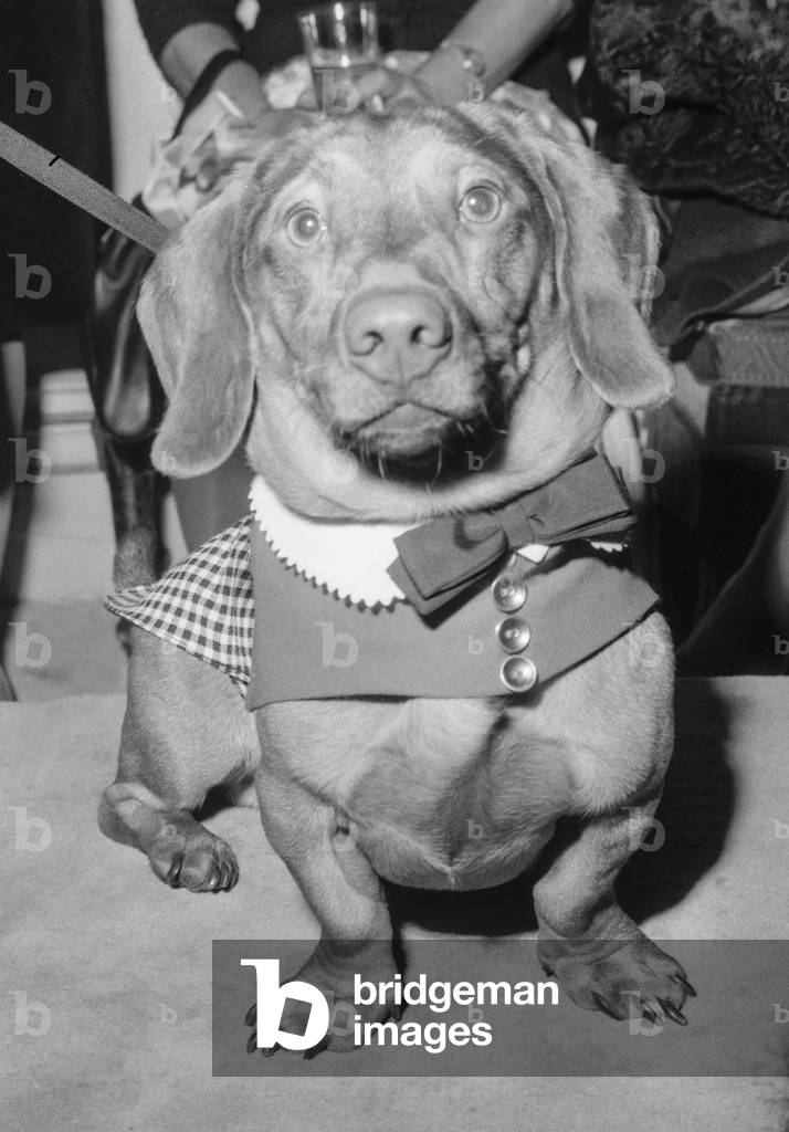 Fashion for dogs, Paris, October 16, 1960 : here a dog called 
