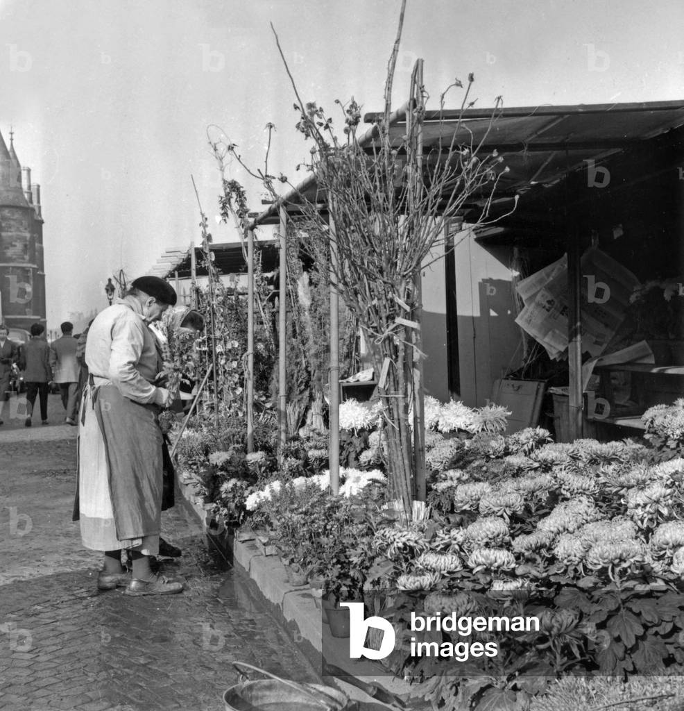 Flower Market in Paris : Sale of Chrysanthemums For The All Saints' Day October 26, 1955 (b/w photo)
