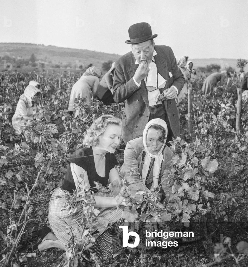 Grape harvest in Beaune, France, October 11, 1951 : Line Renaud, Suzanne Dehelly and Lucien Baroux in the vineyard (b/w photo)