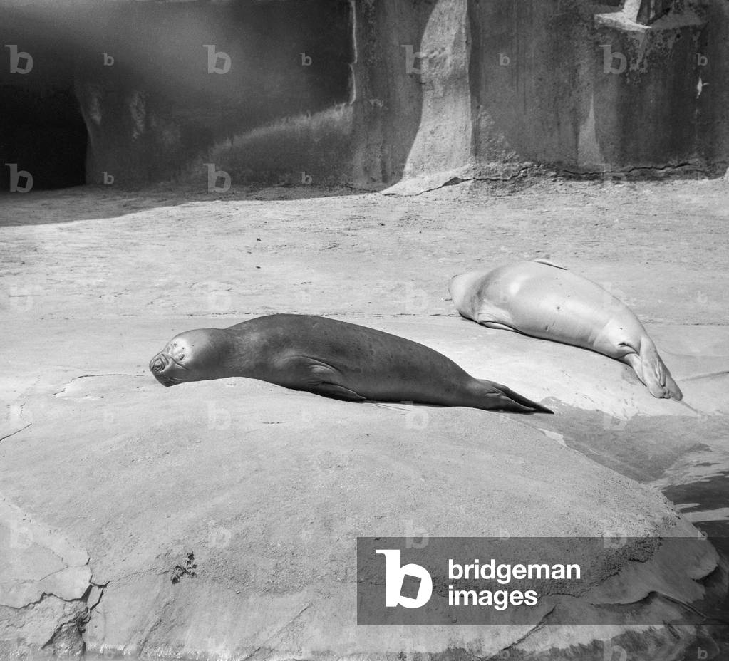 Heat at at the Zoo de Vincennes