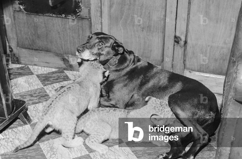 A dog breeding 2 lion cubs, France, December 6, 1958 (b/w photo)