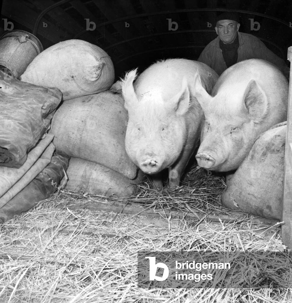 Agriculture Exhibition in Paris, March 2, 1949 : Pigs (b/w photo)