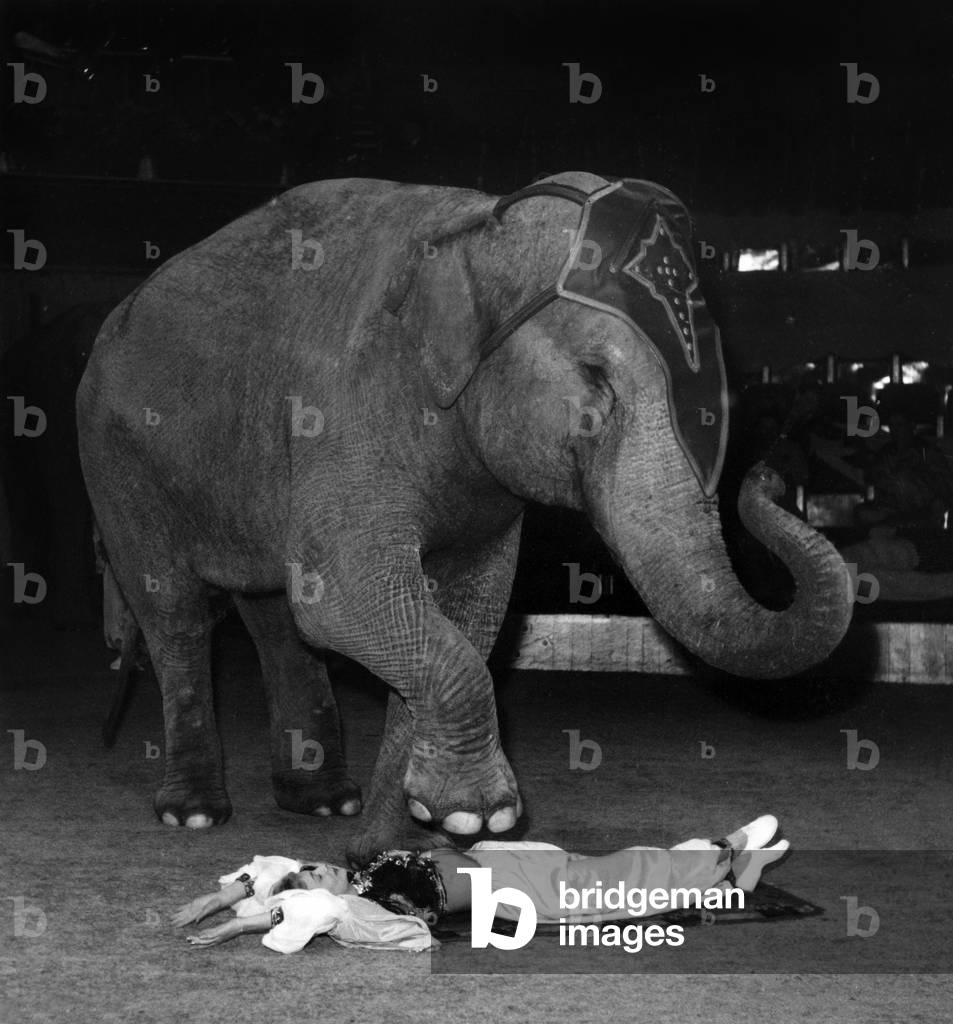Medrano circus, Paris, February 5, 1954 : dancer and elephant (b/w photo)