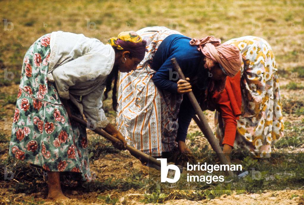 Women Working in The Fields in The Area of Constantine in Algeria C. 1965 (photo)