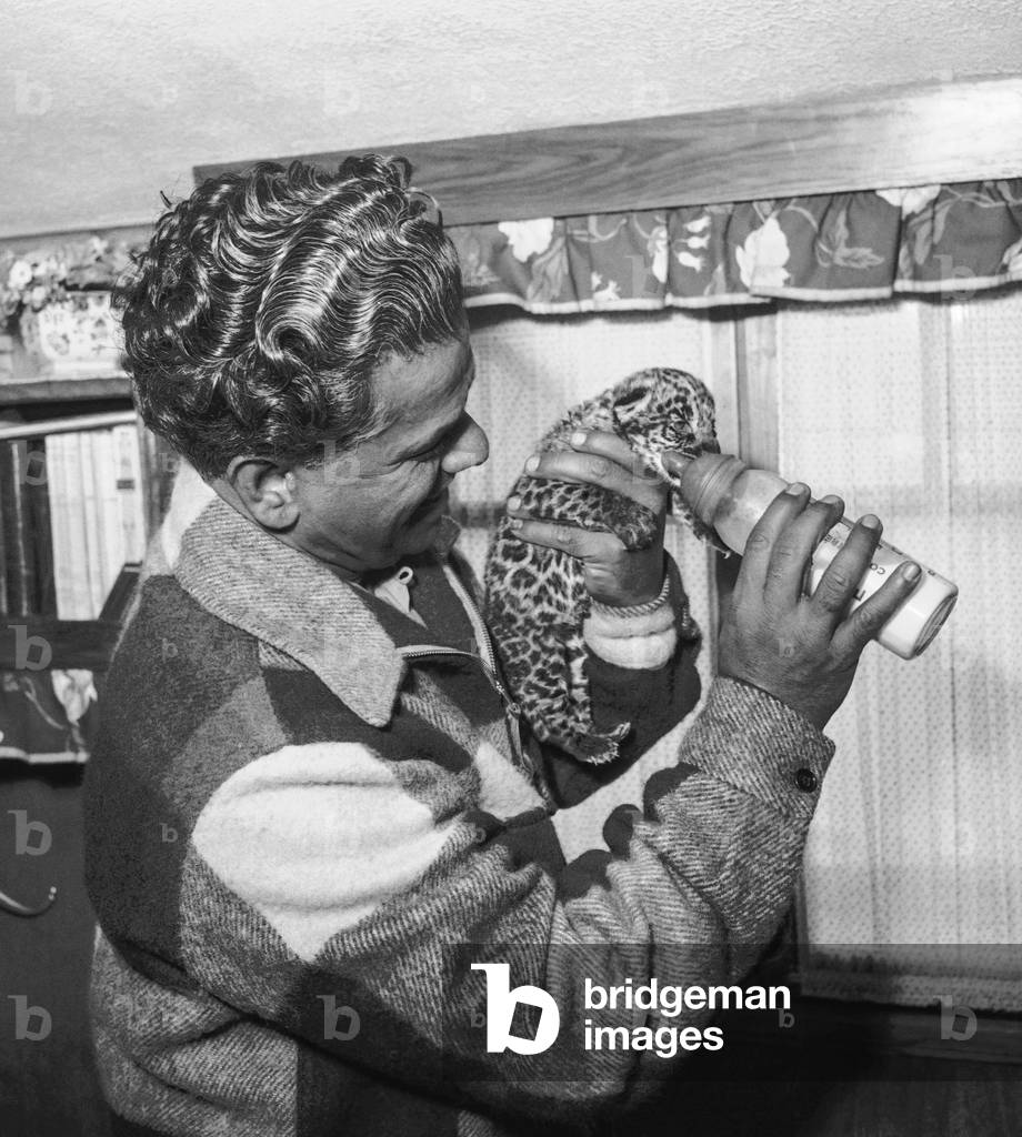 Birth of a panther in a circus in Paris, May 26, 1950 : here 