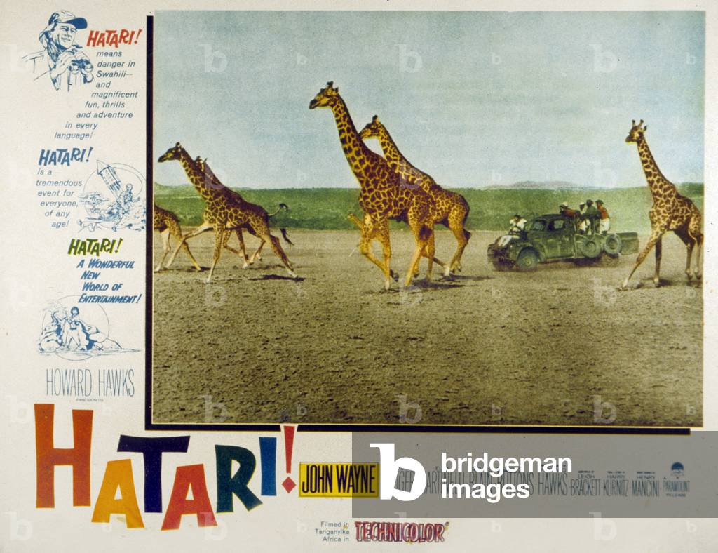 Hatari, by Howard Hawks, 1962 (print)