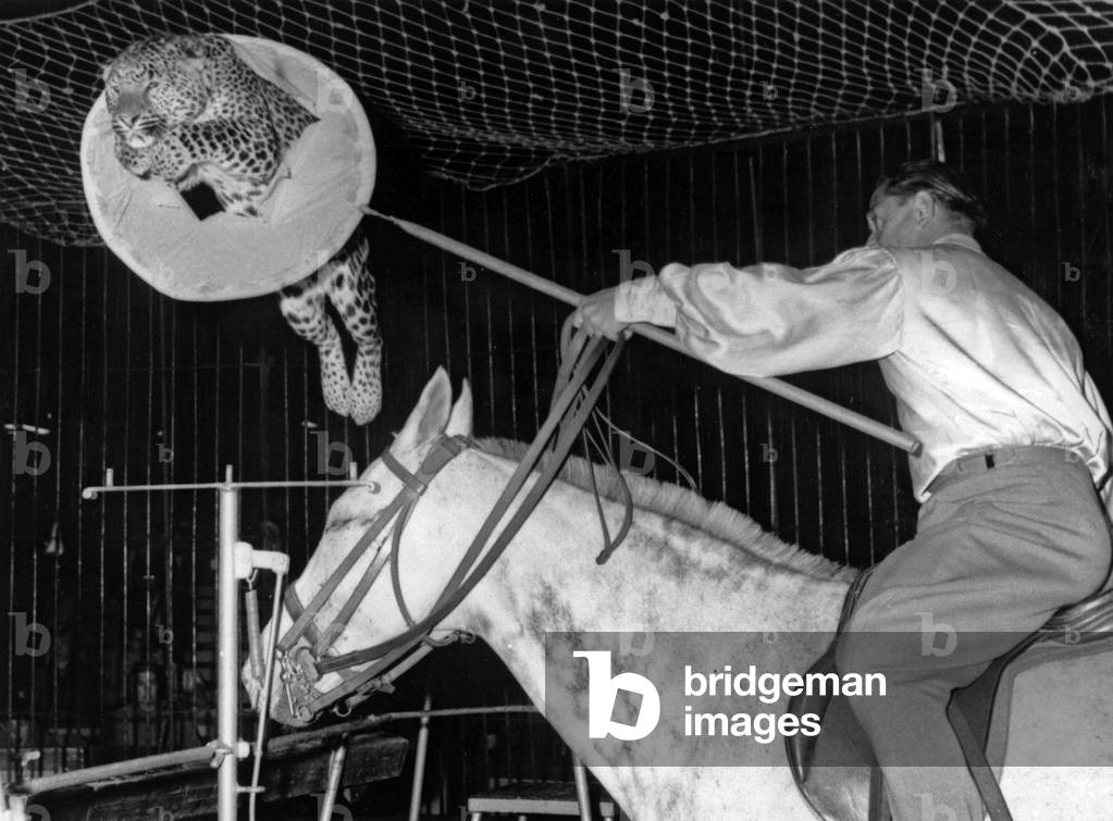 In hambourg, the French tamer Jan Garbun on horse, working with a tiger in a circus, June 29, 1957
