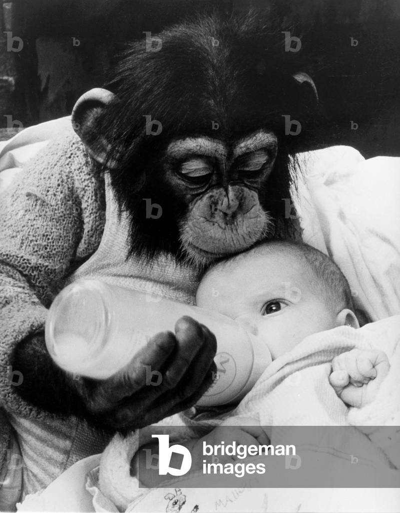 Bottle feeding chimpanze