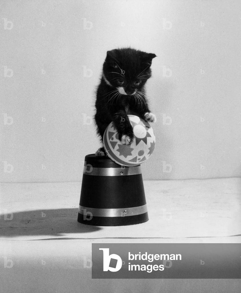 Chaton
