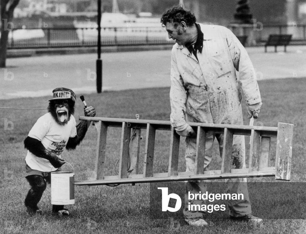 Chimpanze During A Painting Contest May 9, 1980 (b/w photo)