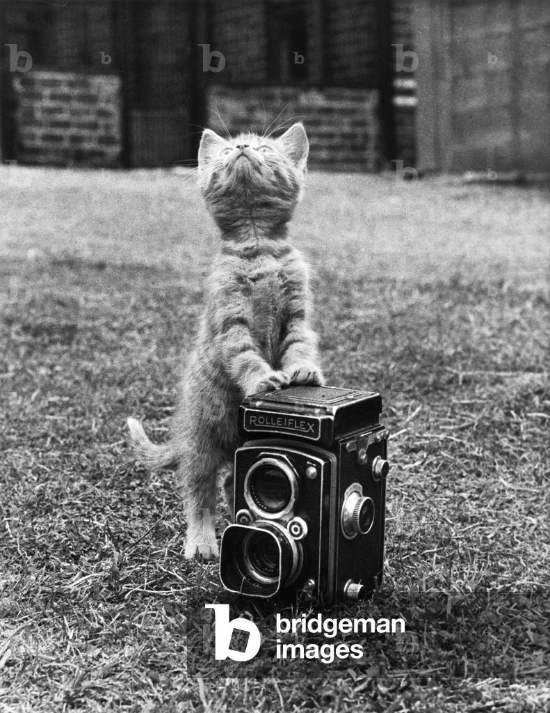 Kitten With Rolleiflex Camera July 1965 (b/w photo)