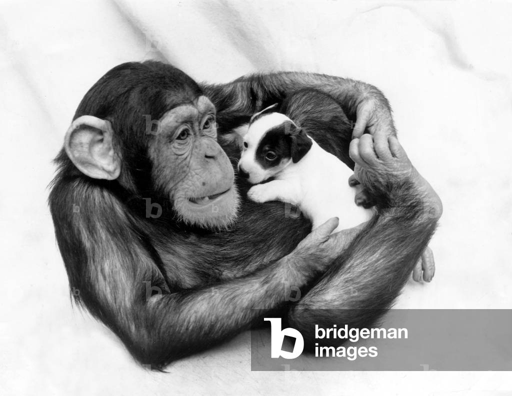 Sleeping Puppy On A Chimpanze (b/w photo)