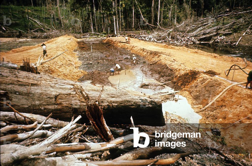 Destruction of The Amazonien Forest during The Building of The Transamazonian Roads in Brazil, 1972 (photo)