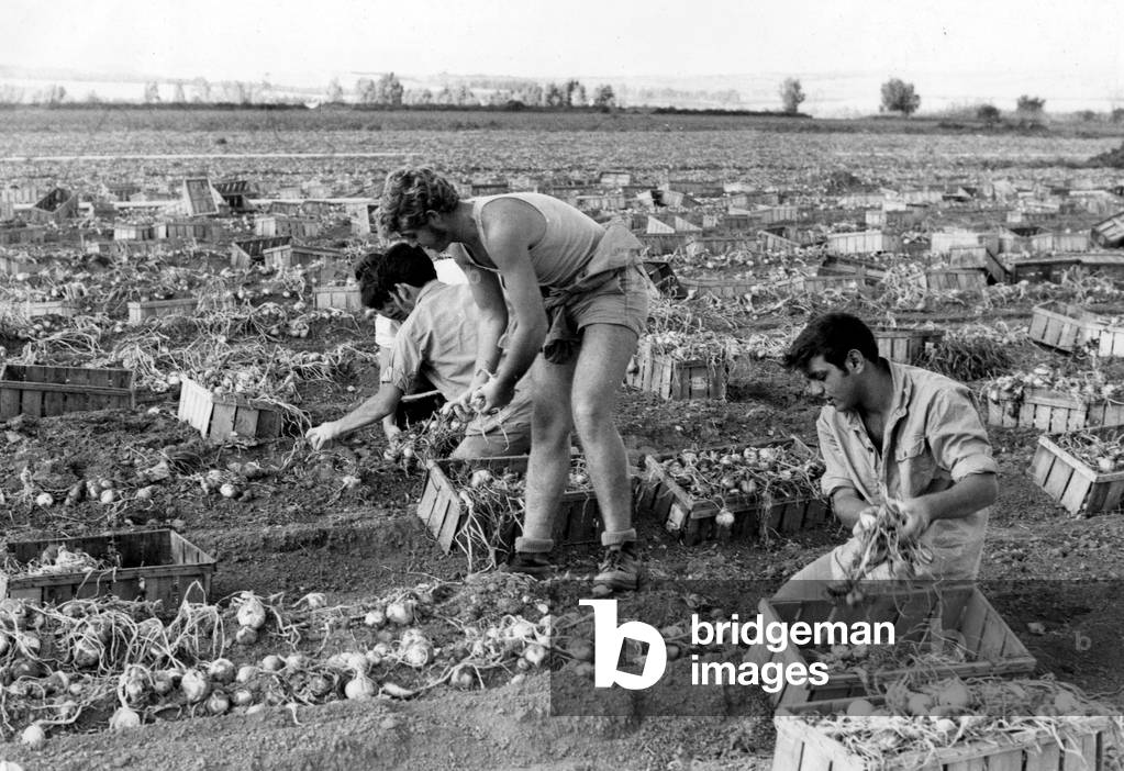 Kibbutz of Maoz Hayim in Beit She'An Valley : Picking of Onions Near The River Jordan, December 1969 (b/w photo)