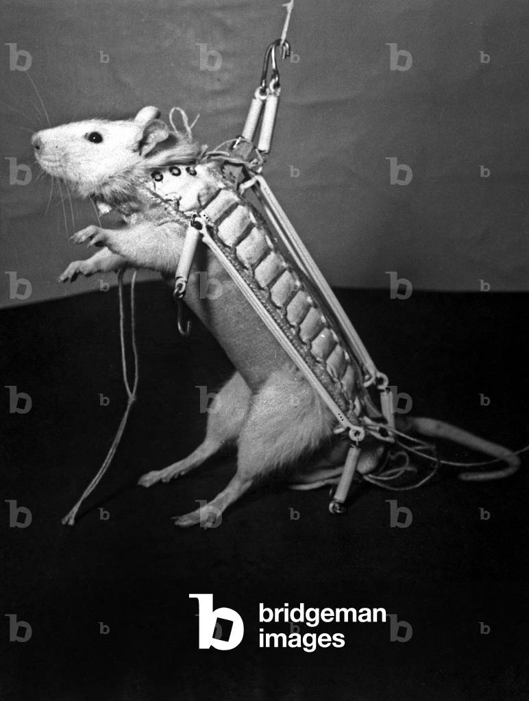 Hector, White Rat Will Be The 1St French Animal in Space in February 1961 (He Will Be Placed in A French Rocket) : here Fitting of The Suit To Record his Reactions (b/w photo)