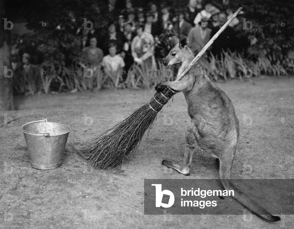 Jimmy the Kangaroo from the London Zoo doing the cheer
