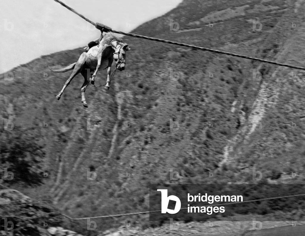 Horse crossing the Yangtze River (Asia's longest river) with fixed cable by bamboo ramps as there are no bridges in China 1946-48