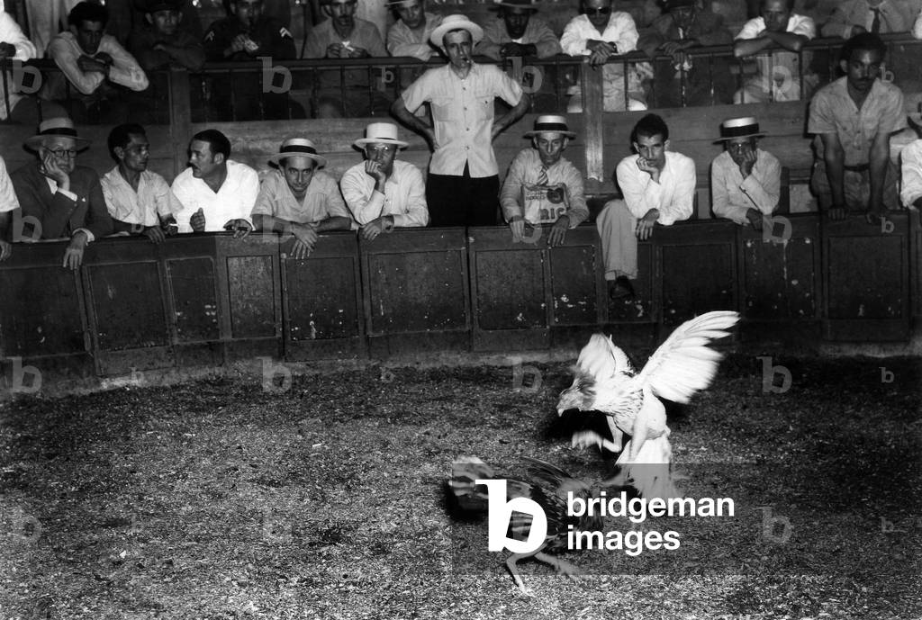 View of a gallodrome during a cockfight, Havana Cuba