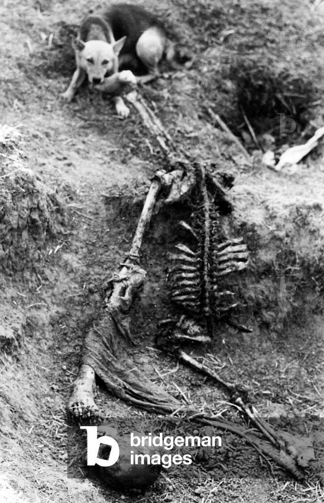 End of the Bangladesh war in December 1971 : body of a soldier eaten by the dogs near Dacca