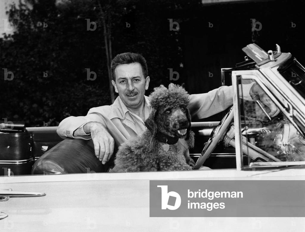 Walter Elias Disney says Walt (1901 1966) with his French poodle “Lady” in his convertible car