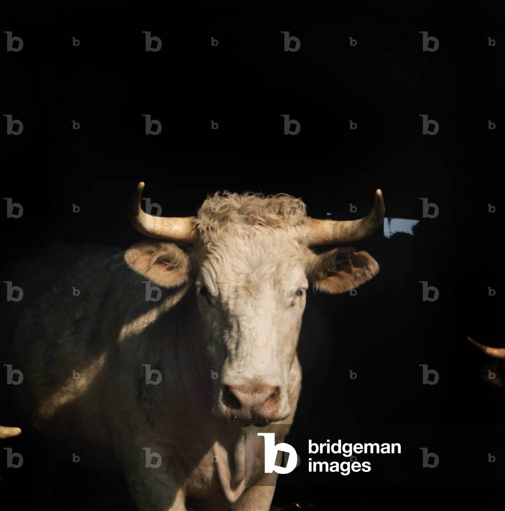 Charolais bullock