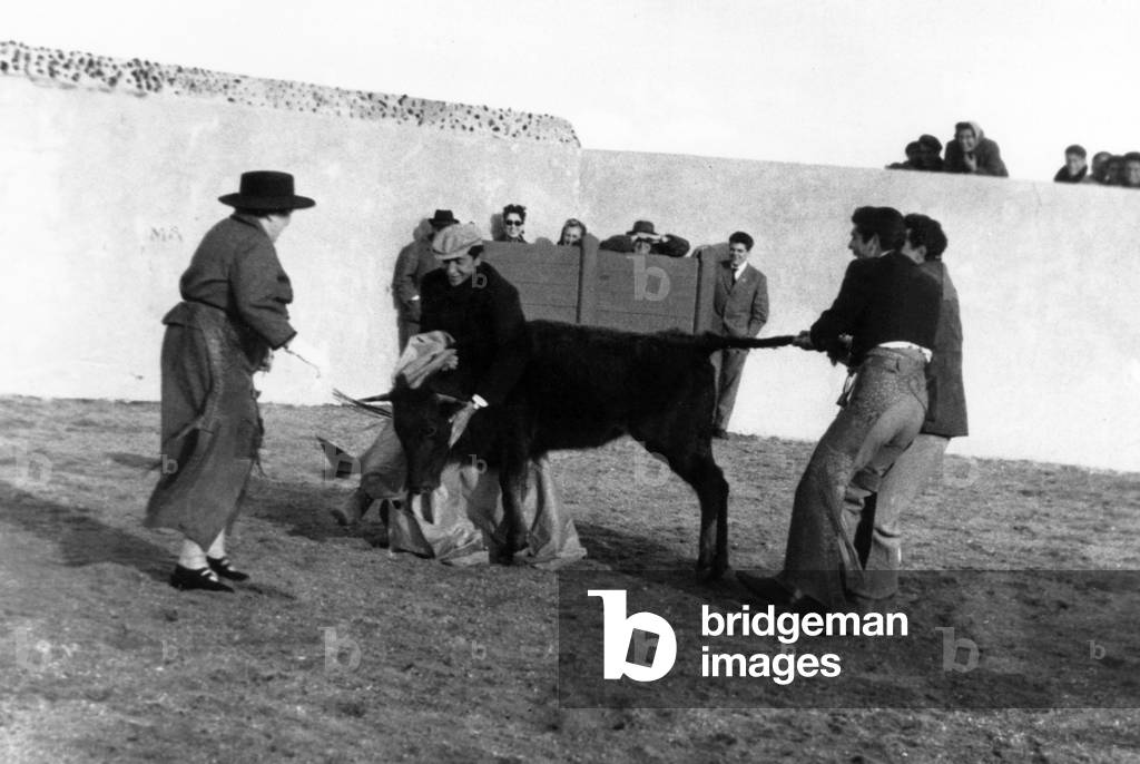 Elsa Maxwell and a bull hold by Spanish toreador Luis Miguel Dominguin, Spain, May 2, 1959