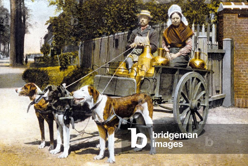 Woman selling milk in a cart pulled by dogs, c. 1900 (photo)