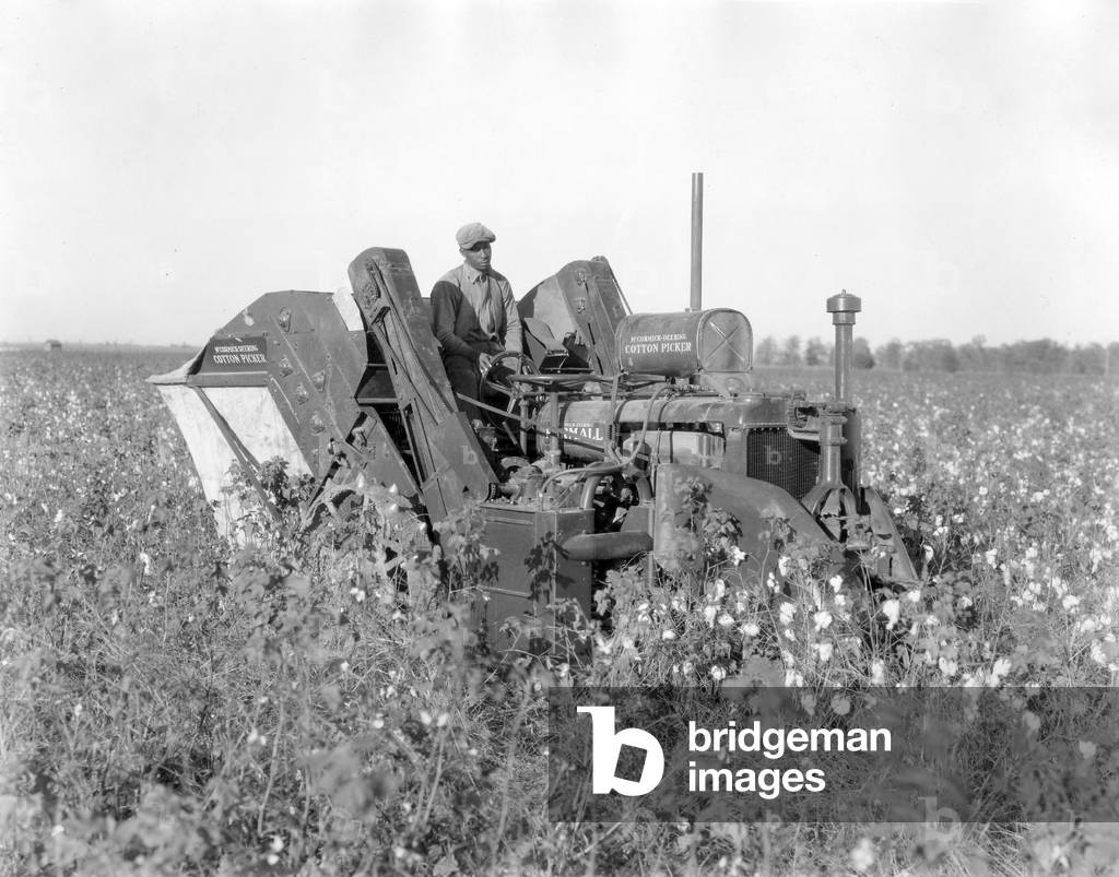 African-American man harvesting cotton with an experimental McCormick-Deering 2 row cotton picker mounted on a Farmall Regular trActor. Clarksdale, Mississippi, 1932.