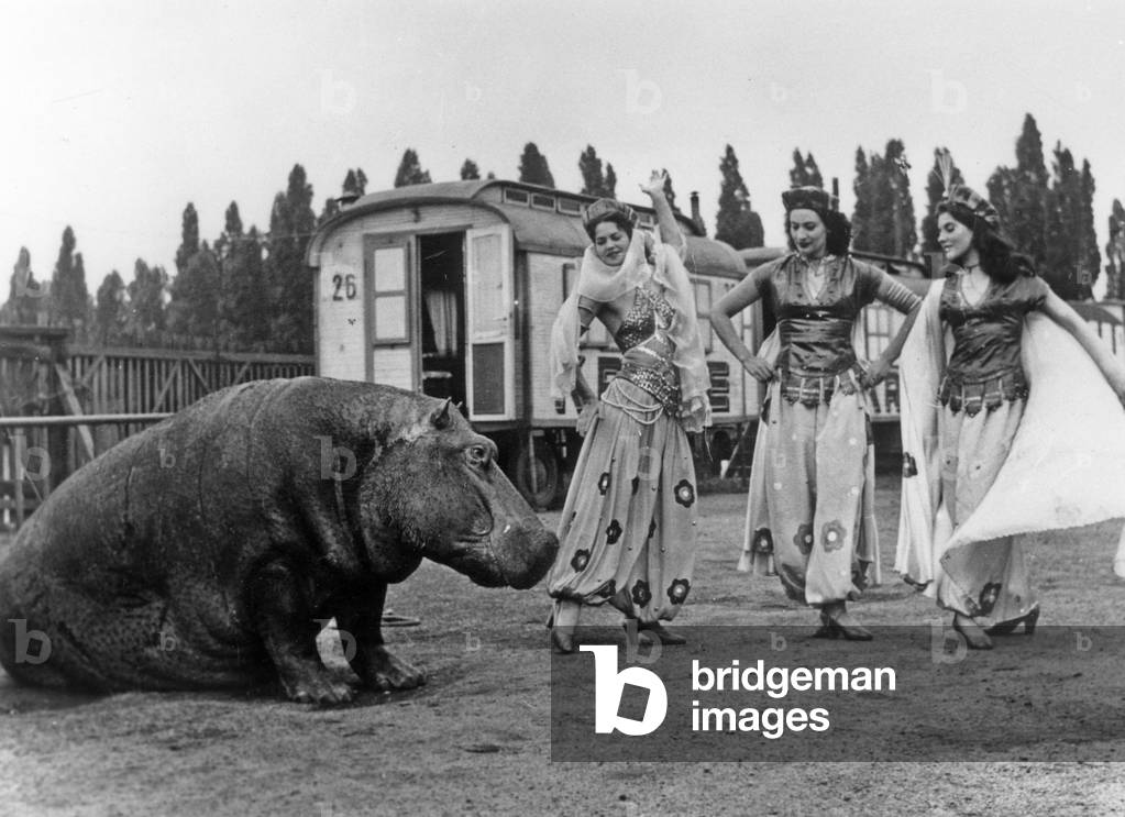 Neg: 30837PL To Frankfort dancers and hippos on 28 May 1956