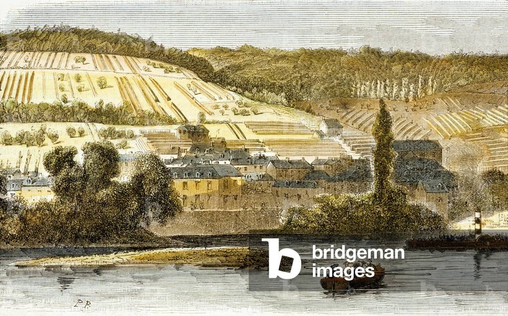 Thomery, France : espaliers of Chasselas, engraving, 19th century