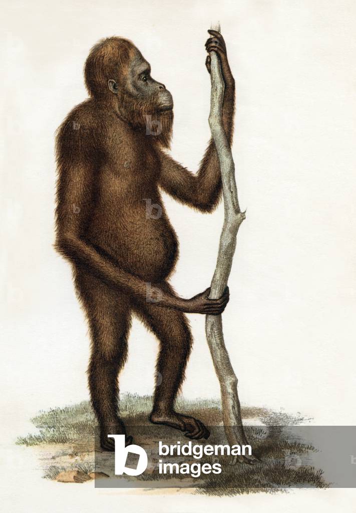 Orang-utang from Borneo, engraving, 19th century