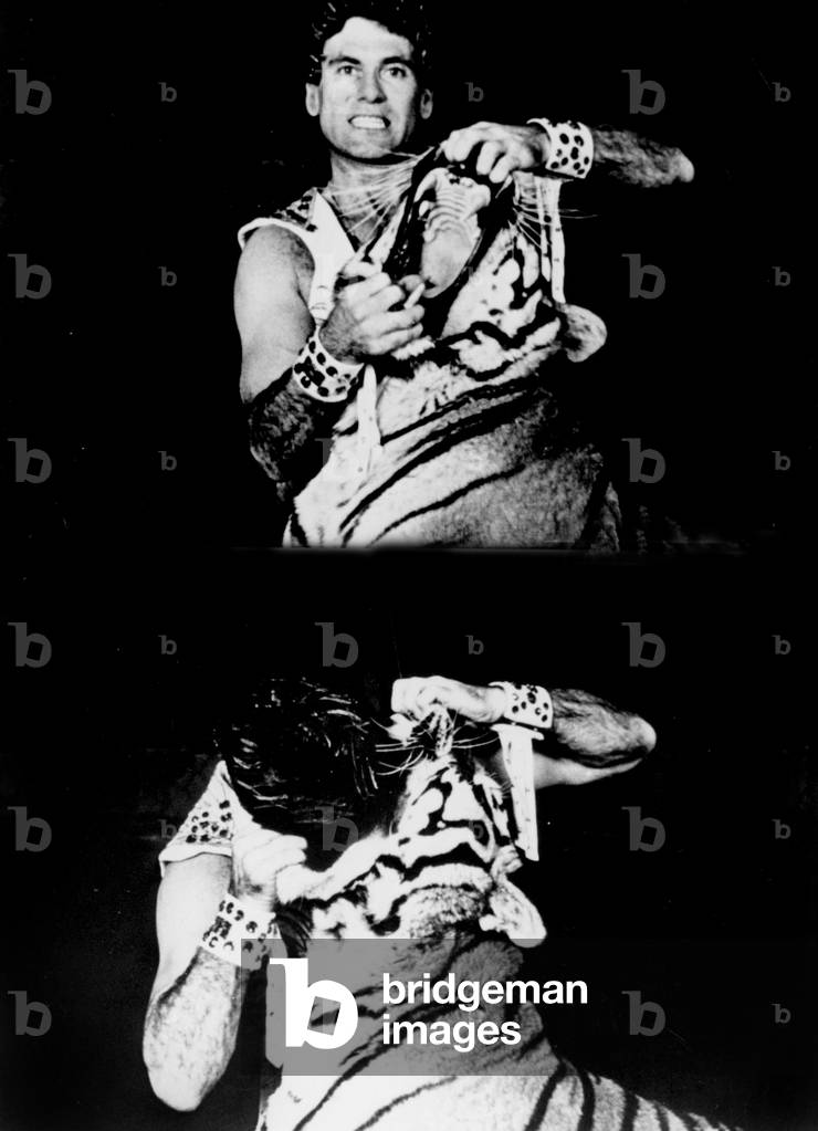 David McMillan, tiger tamer in Orlando circus in Florida March 02, 1983