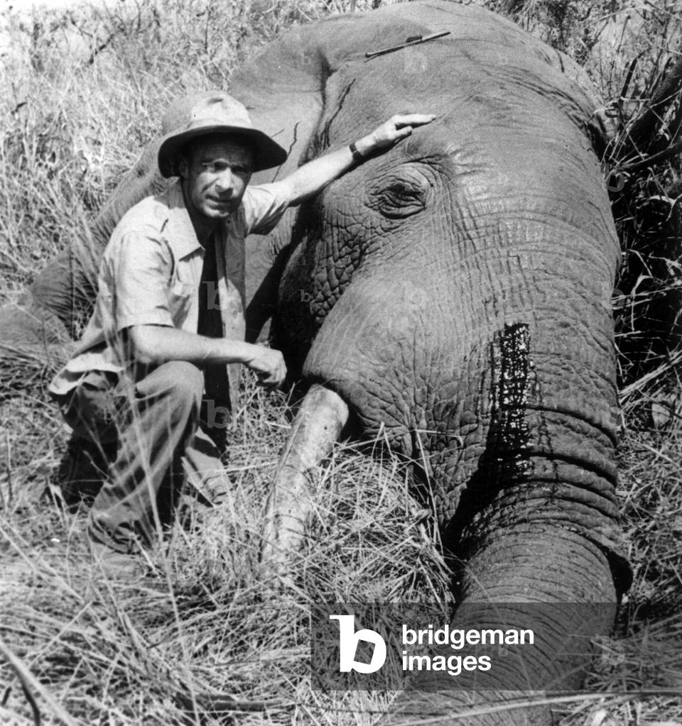 Jean d'Orgeix (Chevalier d'Orgeix) near a wounded elephant, May 3, 1958