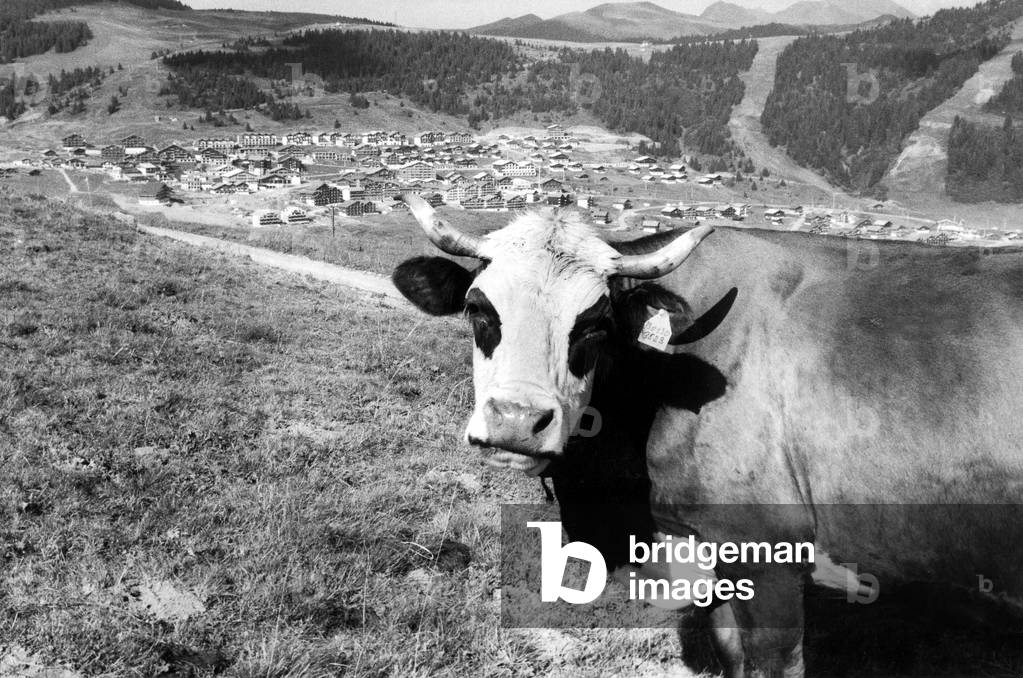 Cow in front of Les saisies in Savoy, France, 1992