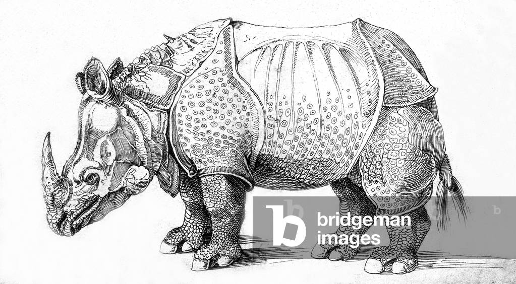 Rhinoceros, engraving by Albrecht Durer(1471-1528) , 16th century