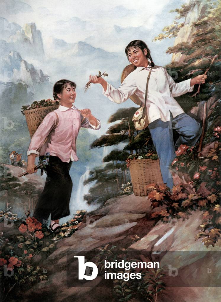 Propaganda Poster - China : 2 young chinese women picking herbs, 1973