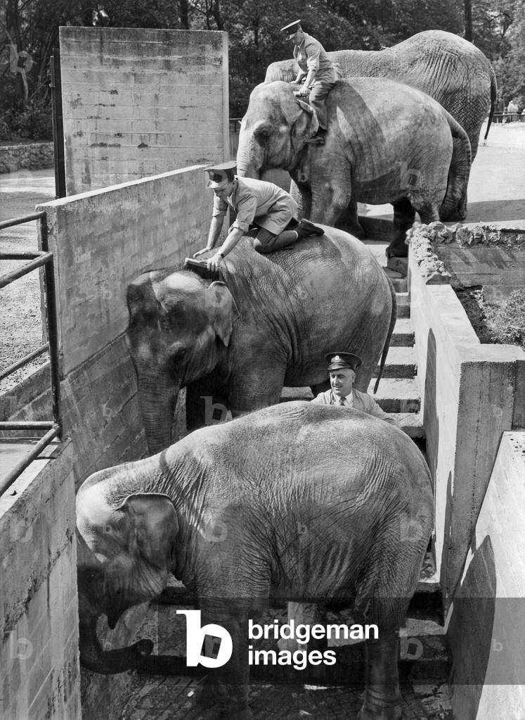 London Zoo elephants making themselves beautiful for visitors on September 7, 1957