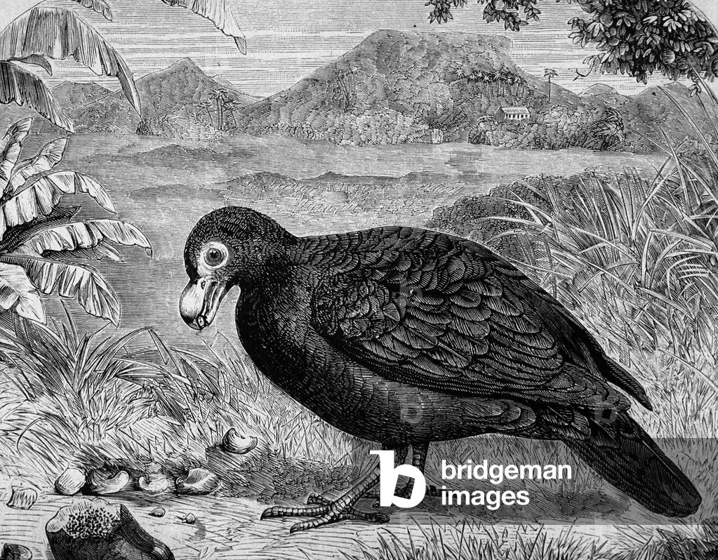 Dodo Bird of Mauritius (engraving)