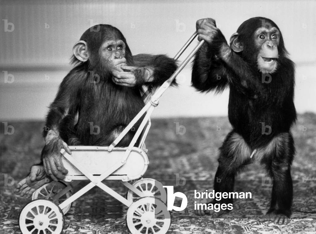 Chimpanzees Jambo and William at Twycross zoo, England, September 19, 1984