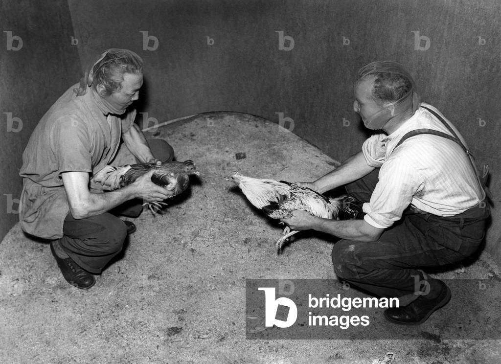 A cockfight in England