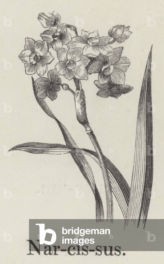 Narcissus (engraving) by English Artist
