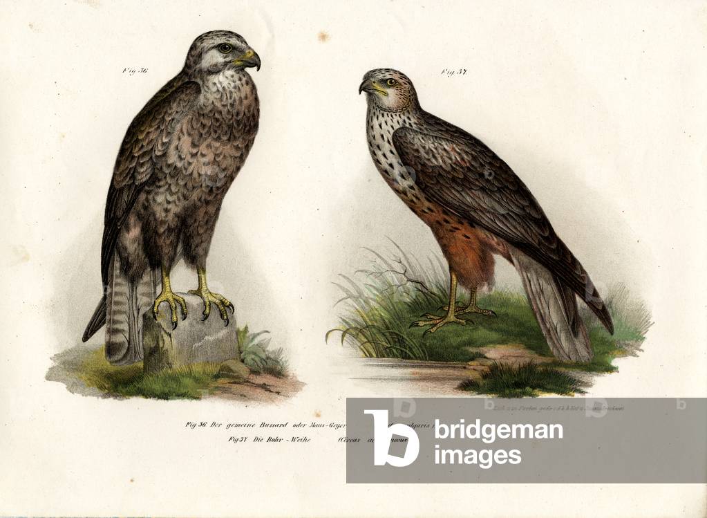 Buzzard 1864 by German Artist, b/w
