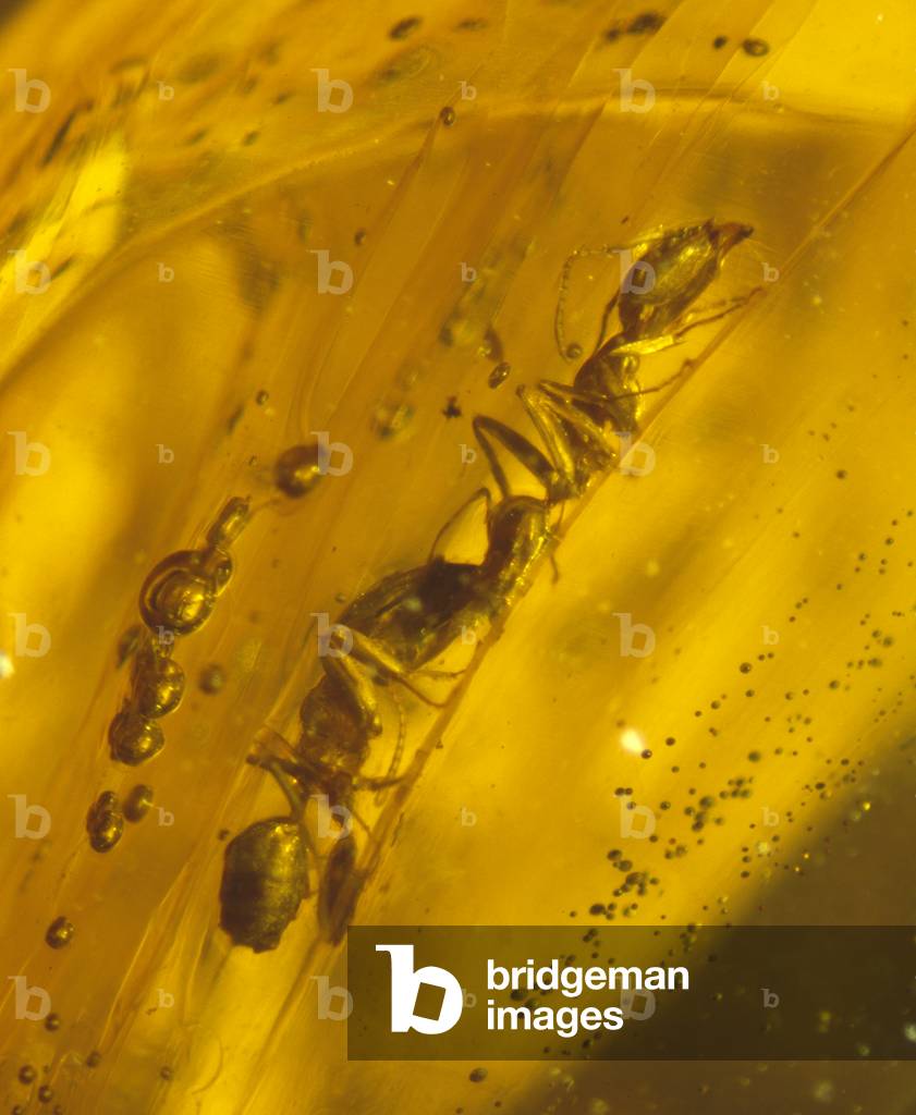Ants in Dominican amber